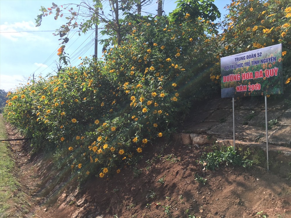 Hoa dã quỳ tại xã Hướng Phùng- huyện Hướng Hóa- tỉnh Quảng Trị (ảnh chụp ngày 17.11.2019). Ảnh: YMS