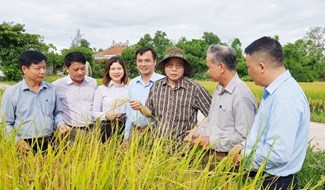 Phó Chủ tịch Quốc hội Phùng Quốc Hiển (đội mũ) thăm lúa hữu cơ của công ty liên kết sản xuất tại HTX Phước Thị, xã Gio Mỹ.
