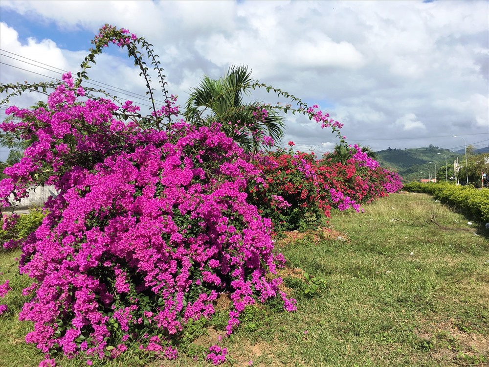 Hoa tại thị trấn Lao Bảo (Hướng Hóa, Quảng Trị). Ảnh: YMS