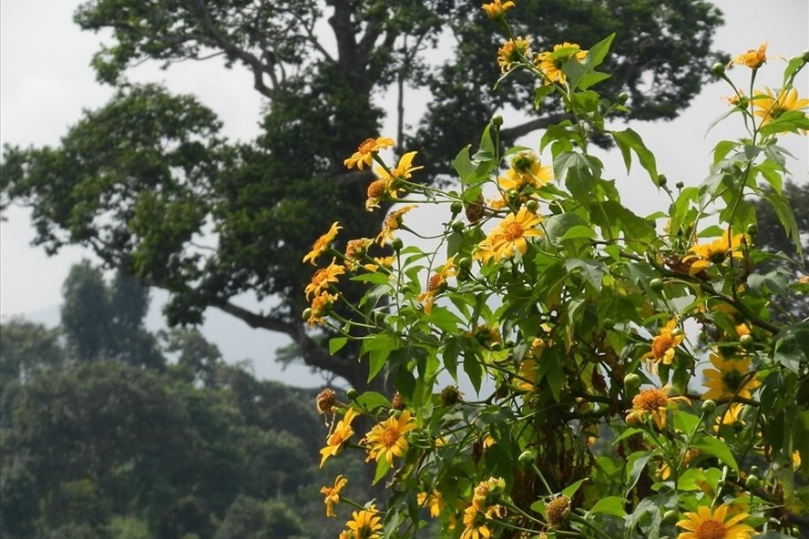 Hoa dã quỳ mọc tự nhiên trên đường Hồ Chí Minh nhánh tây đoạn qua huyện Hướng Hóa, tỉnh Quảng Trị. Ảnh: Hưng Thơ.