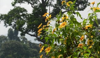 Hoa dã quỳ mọc tự nhiên trên đường Hồ Chí Minh nhánh tây đoạn qua huyện Hướng Hóa, tỉnh Quảng Trị. Ảnh: Hưng Thơ.