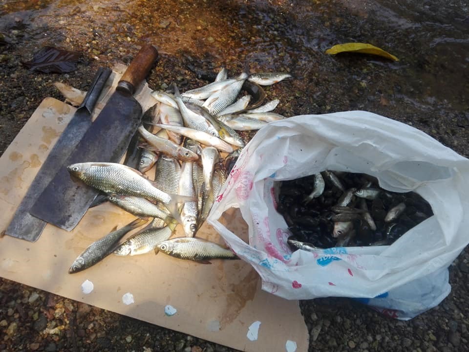 Những con cá trên dòng sông Đak Rông tươi rói vừa được đánh bắt bởi chính khách du lịch. Ảnh: Nhuoc Ho