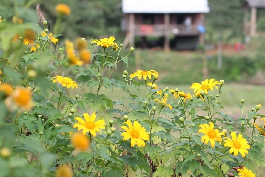 Hoa dã quỳ mọc tự nhiên cạnh những ngôi nhà sàn của đồng bào thiểu số ở phía Tây tỉnh Quảng Trị. Ảnh: Hưng Thơ.
