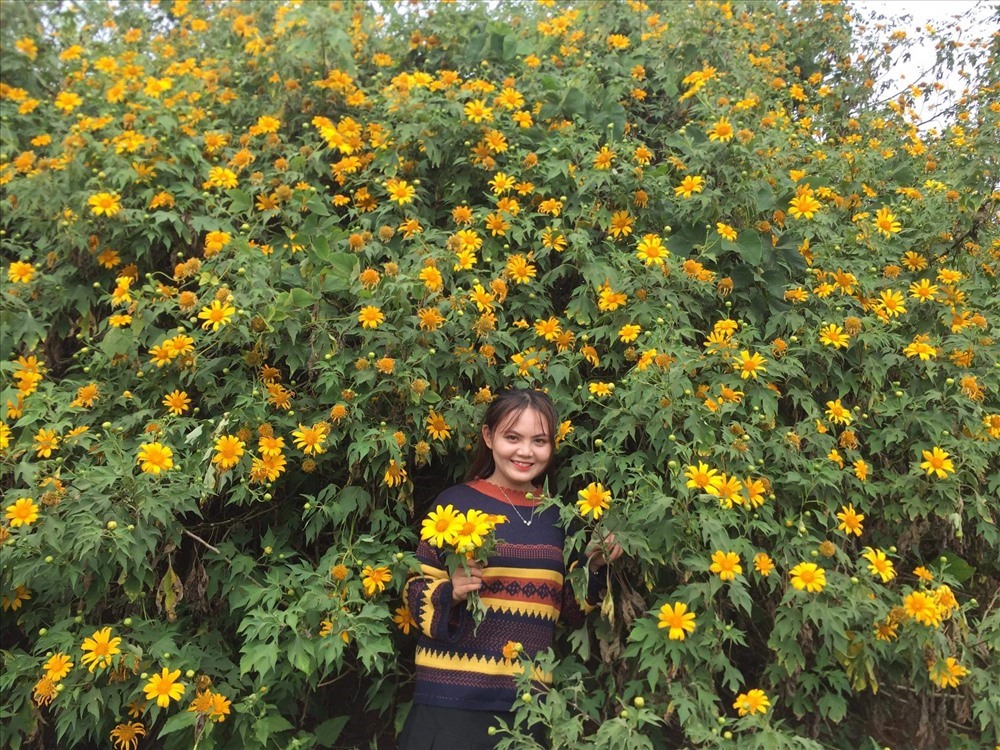 Hoa dã quỳ tại xã Hướng Phùng, huyện Hướng Hóa, Quảng Trị. Ảnh: P.V