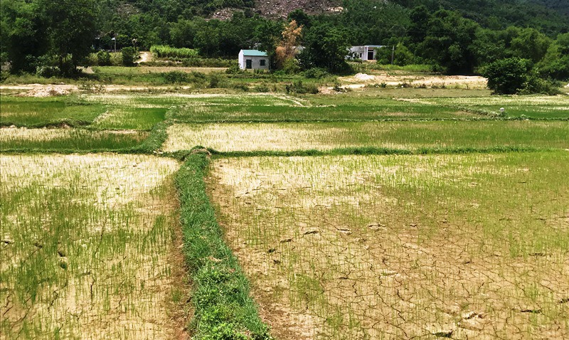 Nhiều diện tích lúa khô nẻ tại huyện Tĩnh Gia (Thanh Hoá). Ảnh: Lê Hợi.