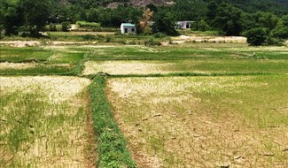 Nhiều diện tích lúa khô nẻ tại huyện Tĩnh Gia (Thanh Hoá). Ảnh: Lê Hợi.