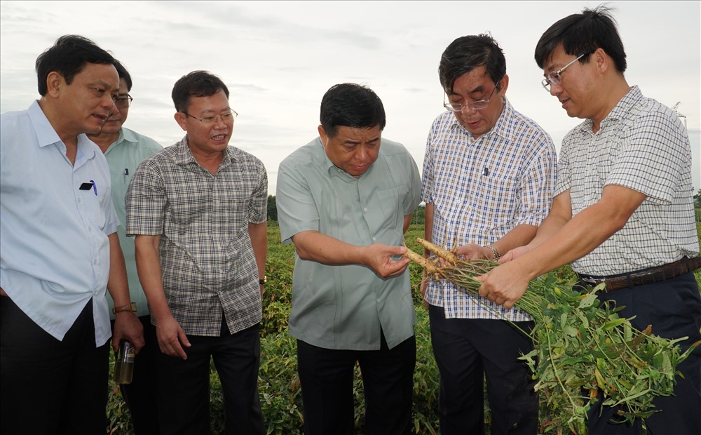 Bộ trưởng Nguyễn Chí Dũng (thứ 3, từ phải sang) cùng đoàn công tác kiểm tra mô hình trồng sâm Bố Chính tại xã Gio An, huyện Gio Linh