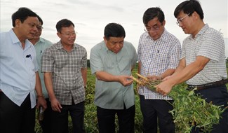 Bộ trưởng Nguyễn Chí Dũng (thứ 3, từ phải sang) cùng đoàn công tác kiểm tra mô hình trồng sâm Bố Chính tại xã Gio An, huyện Gio Linh