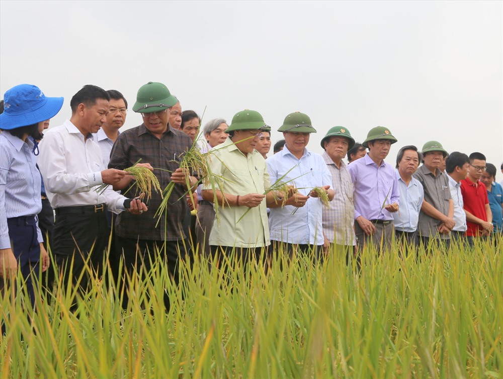 Cánh đồng lúa hữu cơ tại tỉnh Quảng Trị với sản phẩm thu được cho chất lượng và giá thành cao hơn nhiều lần so với sản xuất lúa bình thường. Ảnh: Hưng Thơ.
