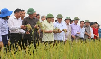 Cánh đồng lúa hữu cơ tại tỉnh Quảng Trị với sản phẩm thu được cho chất lượng và giá thành cao hơn nhiều lần so với sản xuất lúa bình thường. Ảnh: Hưng Thơ.