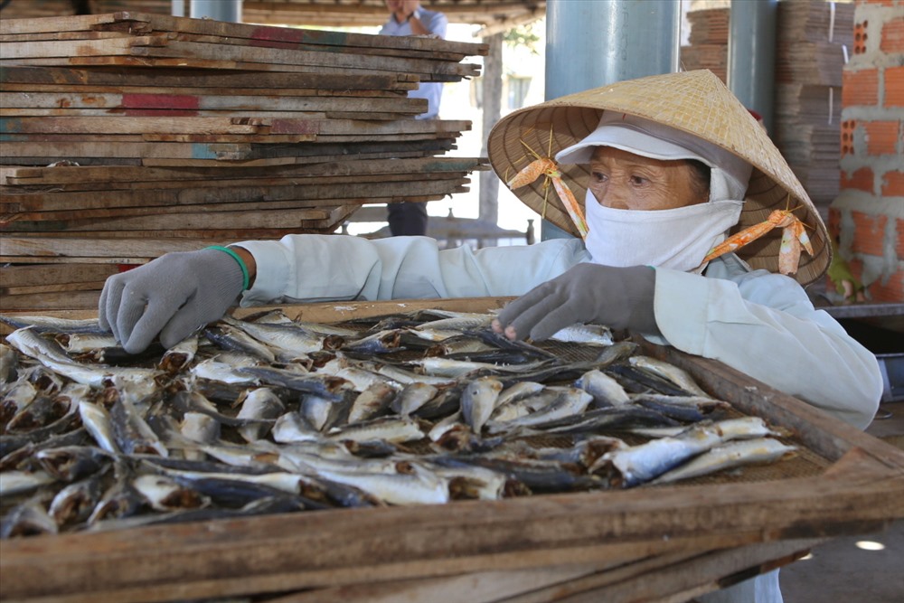 Mặt hàng cá nục khô xuất khẩu của tỉnh Quảng Trị bị ùn ứ hơn 1.000 tấn. Ảnh: Hưng Thơ.