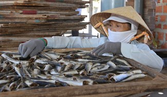 Mặt hàng cá nục khô xuất khẩu của tỉnh Quảng Trị bị ùn ứ hơn 1.000 tấn. Ảnh: Hưng Thơ.