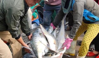 Ngư dân Quảng Trị trúng mẻ cá giá trị khi đánh bắt ở vùng biển xa. Ảnh: HT.