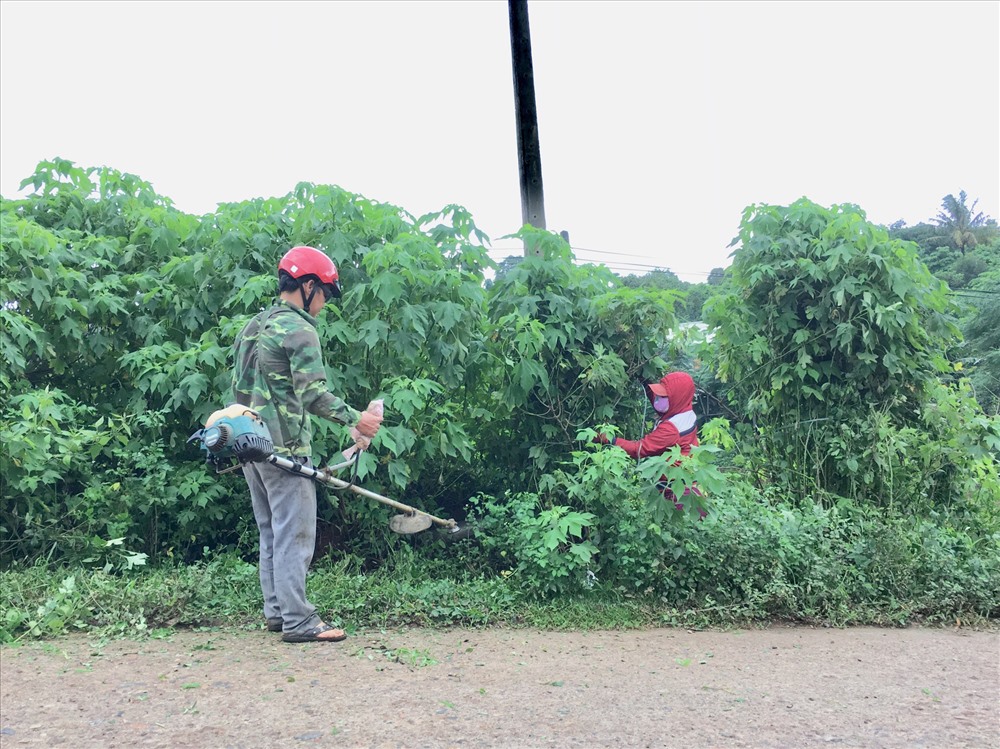 Phát quang cho cây giống phát triển
