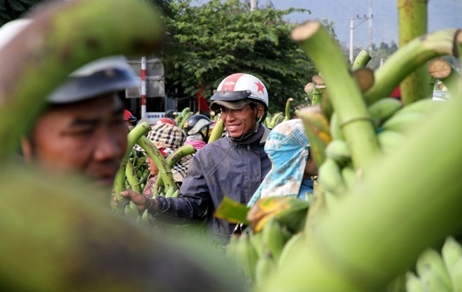 Chuối Tân Long (Hướng Hóa, Quảng Trị) xuất khẩu đi nhiều nước.