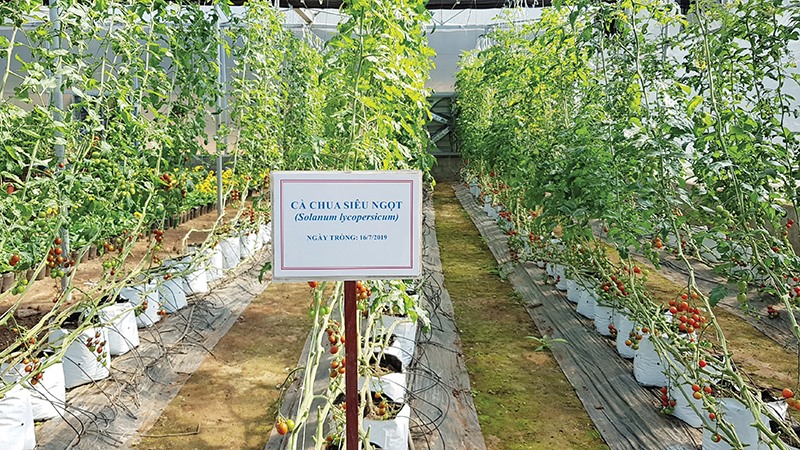 Ứng dụng công nghệ 4.0 trồng cà chua cherry tại Trạm nghiên cứu, ứng dụng KH&CN Bắc Hướng Hóa - Ảnh: NVCC​