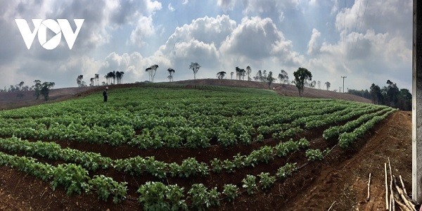 Trang trại khoai tây của Công ty SAM Vietnam.