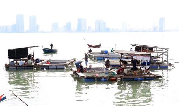 Ngư dân Đà Nẵng di chuyển bè nuôi thủy sản vào các khu vực sát bờ để tránh bão số 9. (Ảnh: Trần Lê Lâm/TTXVN)