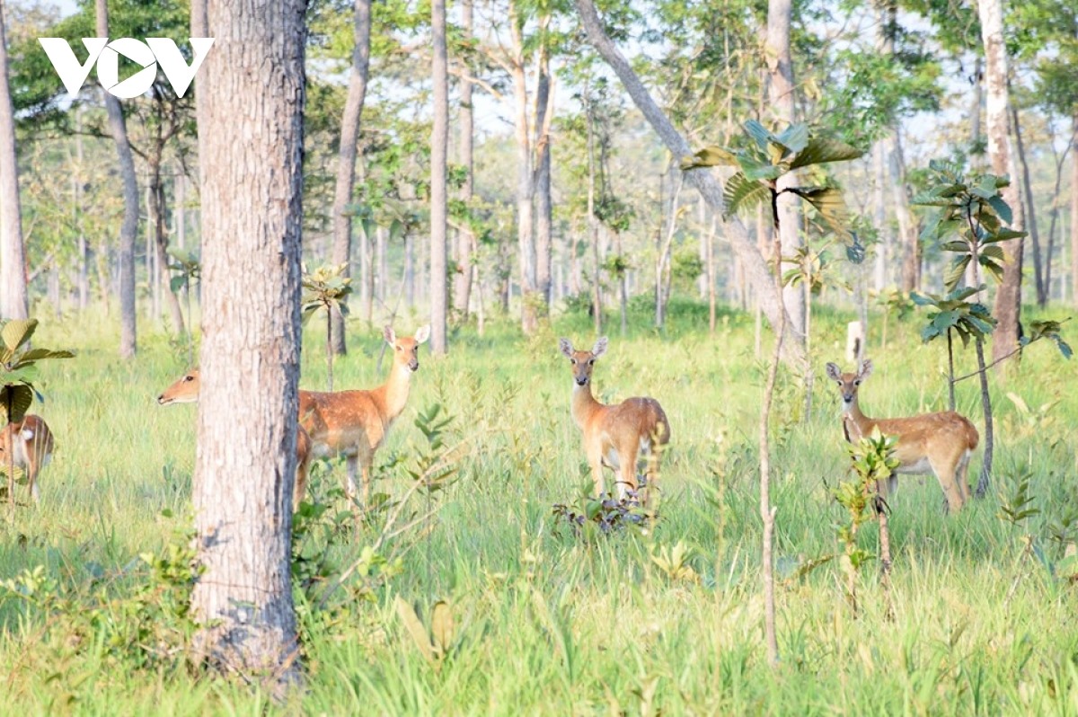 Khu bảo tồn quốc gia nai Cà-toong ở Savanakhet.