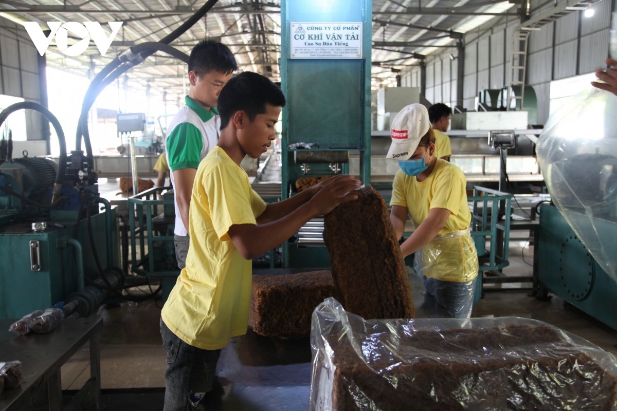 Những thanh niên Lào làm việc trong nhà máy chế biến mủ cao su của Công ty Quasa Geruco.