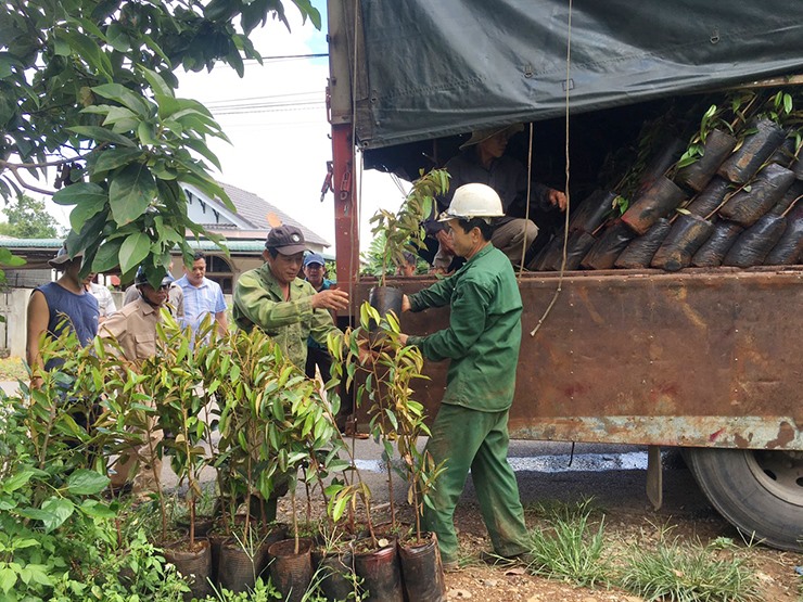 Cấp phát cây giống sầu riêng cho bà con ở thôn Tân Phúc, Cam Thành