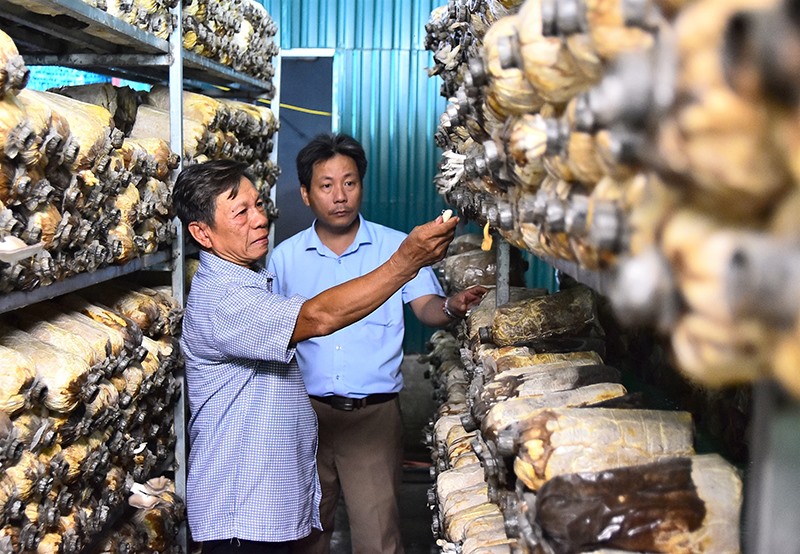 Mô hình trồng nấm của ông Khanh mang lại hiệu quả kinh tế cao - Ảnh: TRUNG LINH​