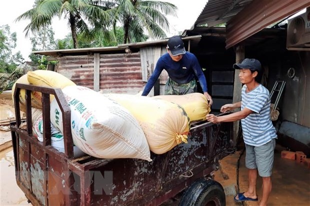 Người dân huyện Cam Lộ vận chuyển lúa ướt đi sấy. (Ảnh: Hồ Cầu/TTXVN)