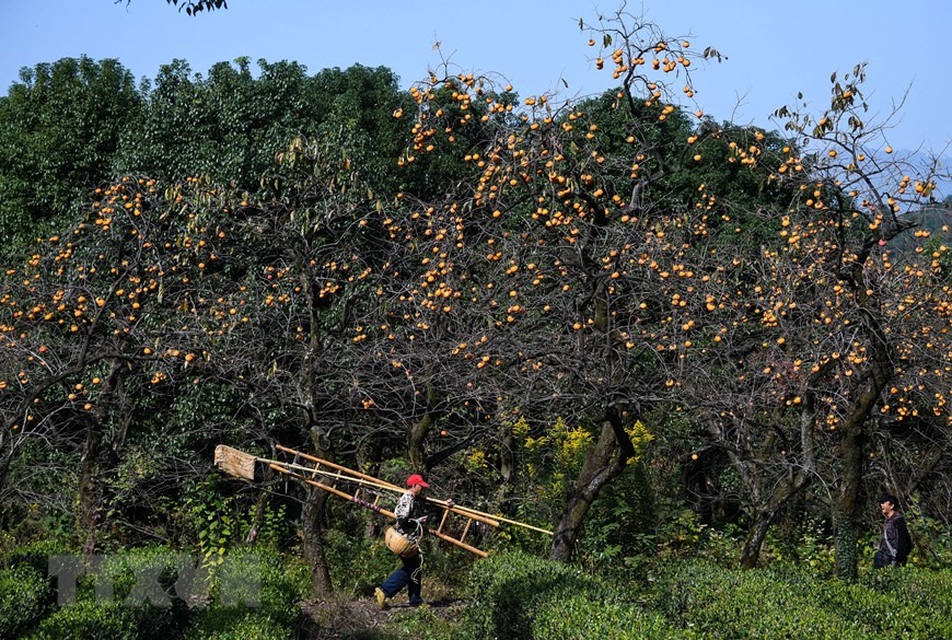 Hồng vàng trĩu quả trên cây ở Hàng Châu, tỉnh Chiết Giang, Trung Quốc, ngày 23/10/2020 (Nguồn: THX/TTXVN)