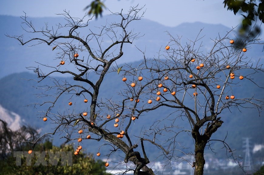 Hồng vàng trĩu quả trên cây ở Hàng Châu, tỉnh Chiết Giang, Trung Quốc, ngày 23/10/2020 (Nguồn: THX/TTXVN)