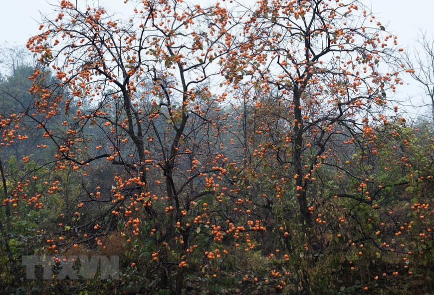Hồng vàng trĩu quả trên cây ở tỉnh Thiểm Tây, Trung Quốc, ngày 27/10/2020 (Nguồn: THX/TTXVN)