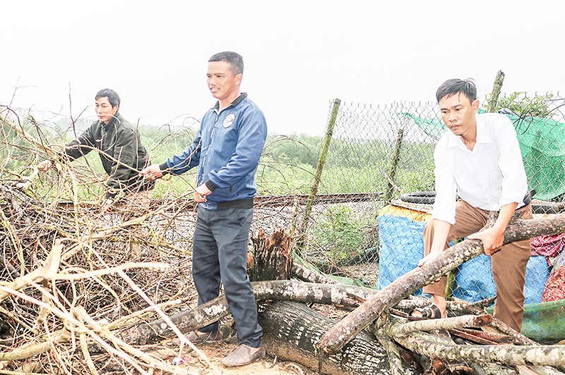 Anh Phạm Như Thành (ngoài cùng, bên phải) đang cùng với Nhân dân thu dọn cây gãy đổ -Ảnh: T.Q.B​