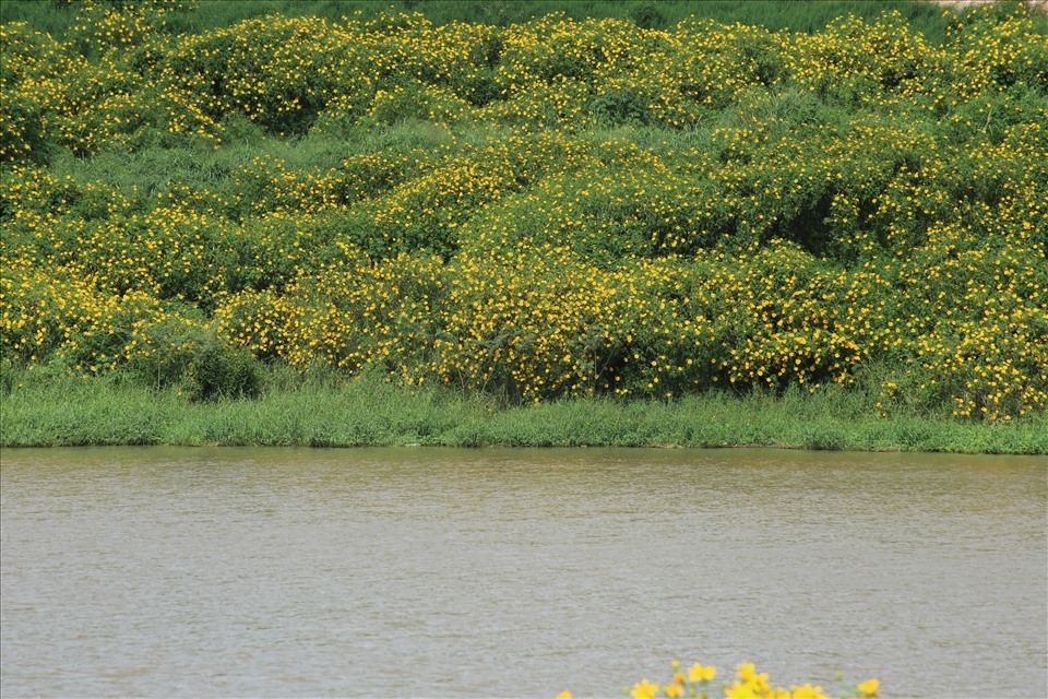 Du khách tận hưởng khoảnh khắc lãng mạn với mùa hoa dã quỳ. Ảnh: Hồ Quốc