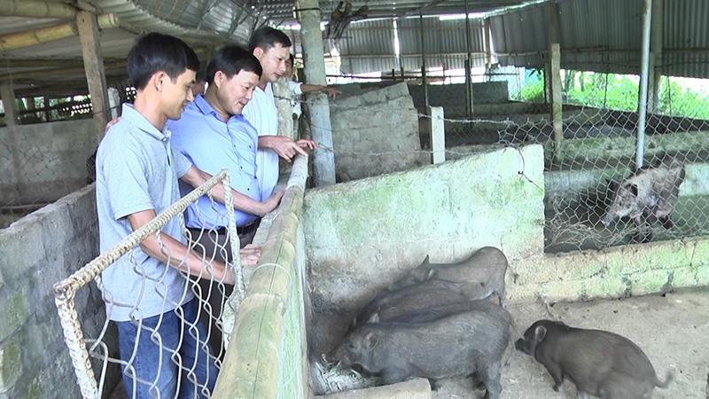 Mô hình nuôi lợn rừng của anh Nguyễn Lê Anh Tuấn (ngoài cùng) mang lại hiệu quả kinh tế cao-Ảnh: P.N​