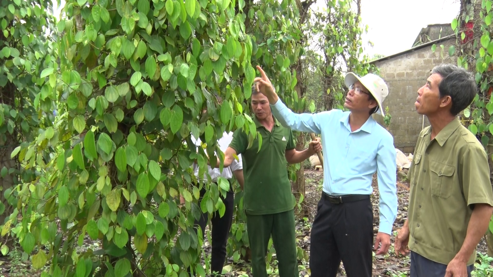 Ông Trần Minh Tuấn, Phó Chi Cục trưởng Chi Cục Trồng Trọt và Bảo vệ thực vật tỉnh hướng dẫn cho nông dân chăm sóc vườn tiêu sau lũ