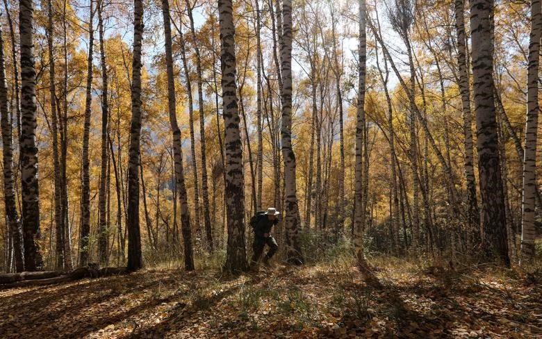 Một du khách đi dạo vào một ngày mùa thu đầy nắng trong một khu rừng bên ngoài Almaty, Kazakhstan ngày 13/10.