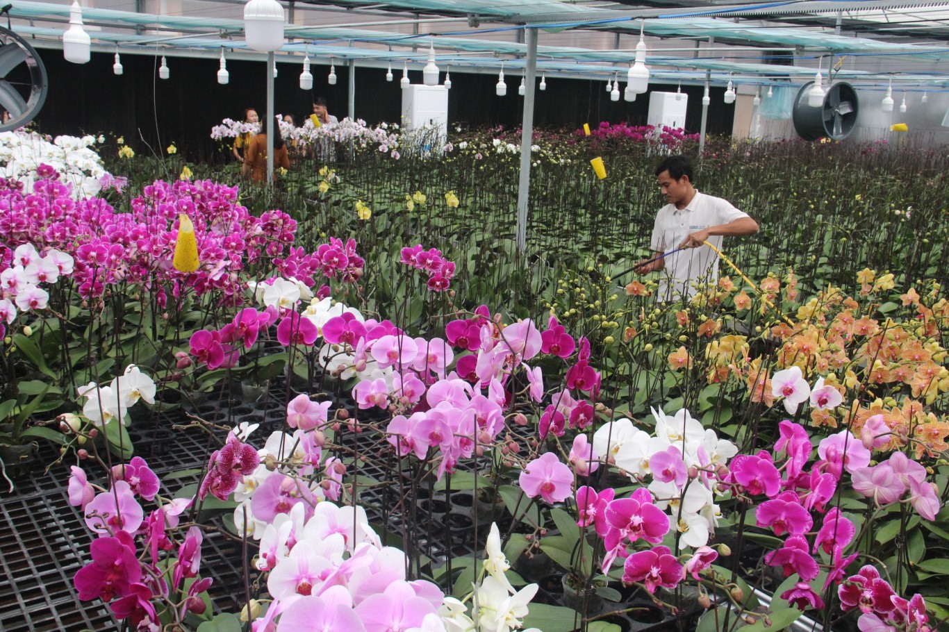 Nhân viên kỹ thuật chăm sóc vườn hoa tại Trạm nghiên cứu ứng dụng Khoa học và công nghệ Bắc Hướng Hóa - Ảnh: Thanh Long