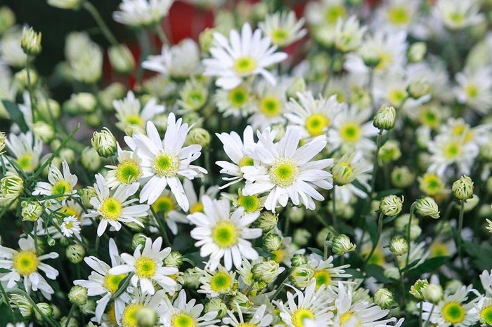 Cúc họa mi là loài hoa nhỏ, có nhiều cánh trắng ngần, từ giữa tỏa ra như hình nan hoa quanh một nhụy vàng tươi.