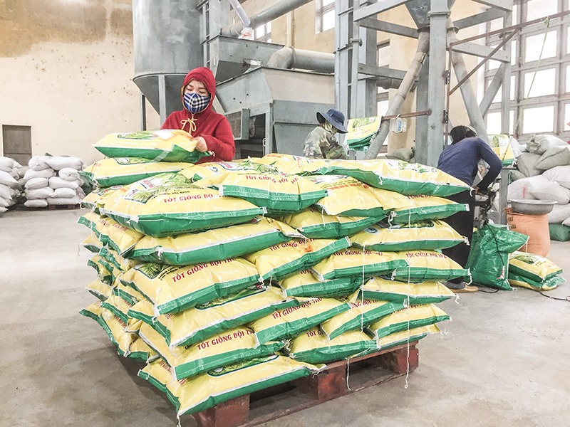 Trung tâm Giống cây trồng - vật nuôi Quảng Trị chuẩn bị nguồn giống lúa để phục vụ sản xuất đông xuân - Ảnh: Đ.T​
