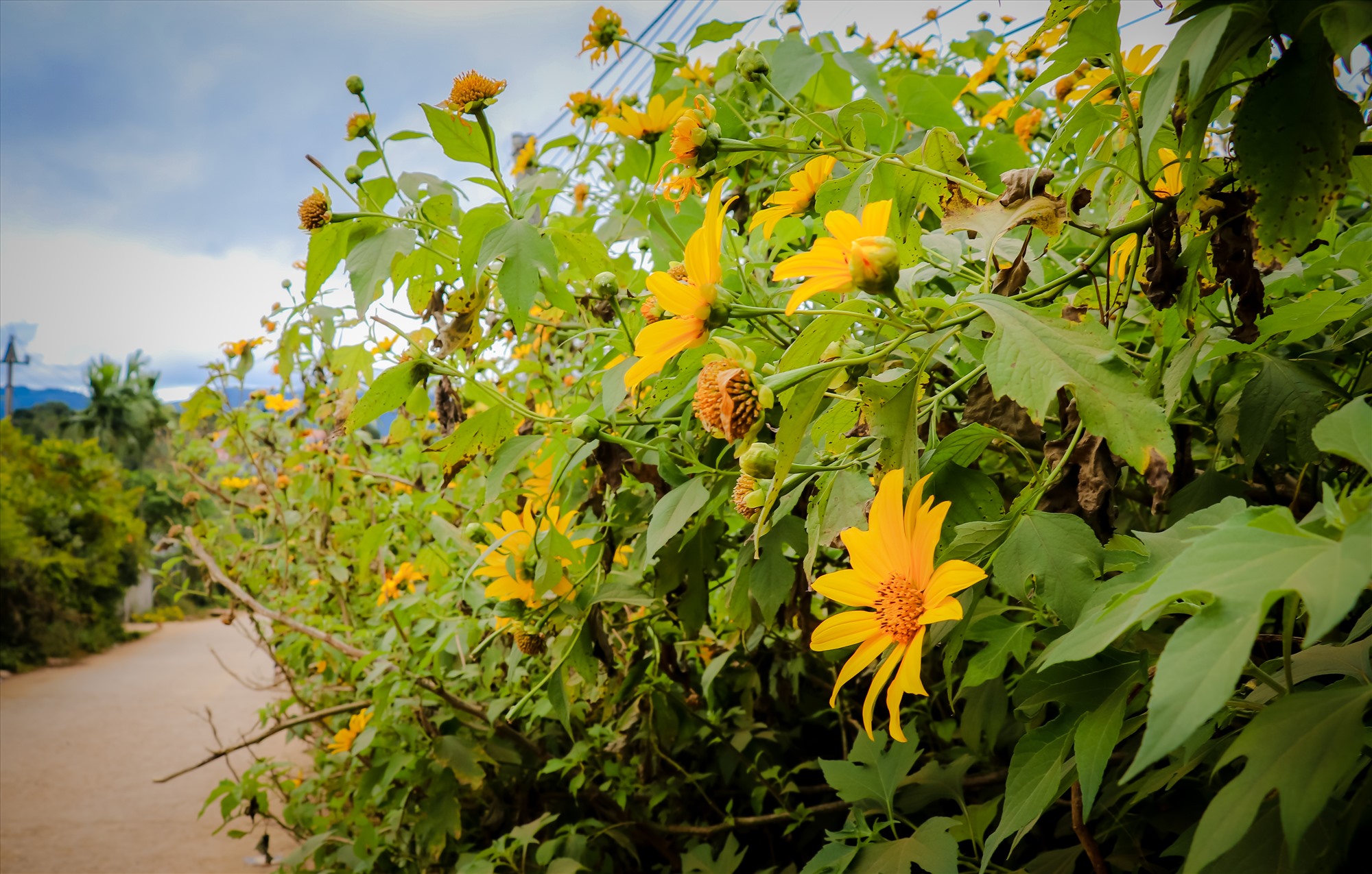 Hoa dã quỳ còn có các tên gọi khác như cúc quỳ, sơn quỳ, hướng dương dại..., thường có màu vàng cam.