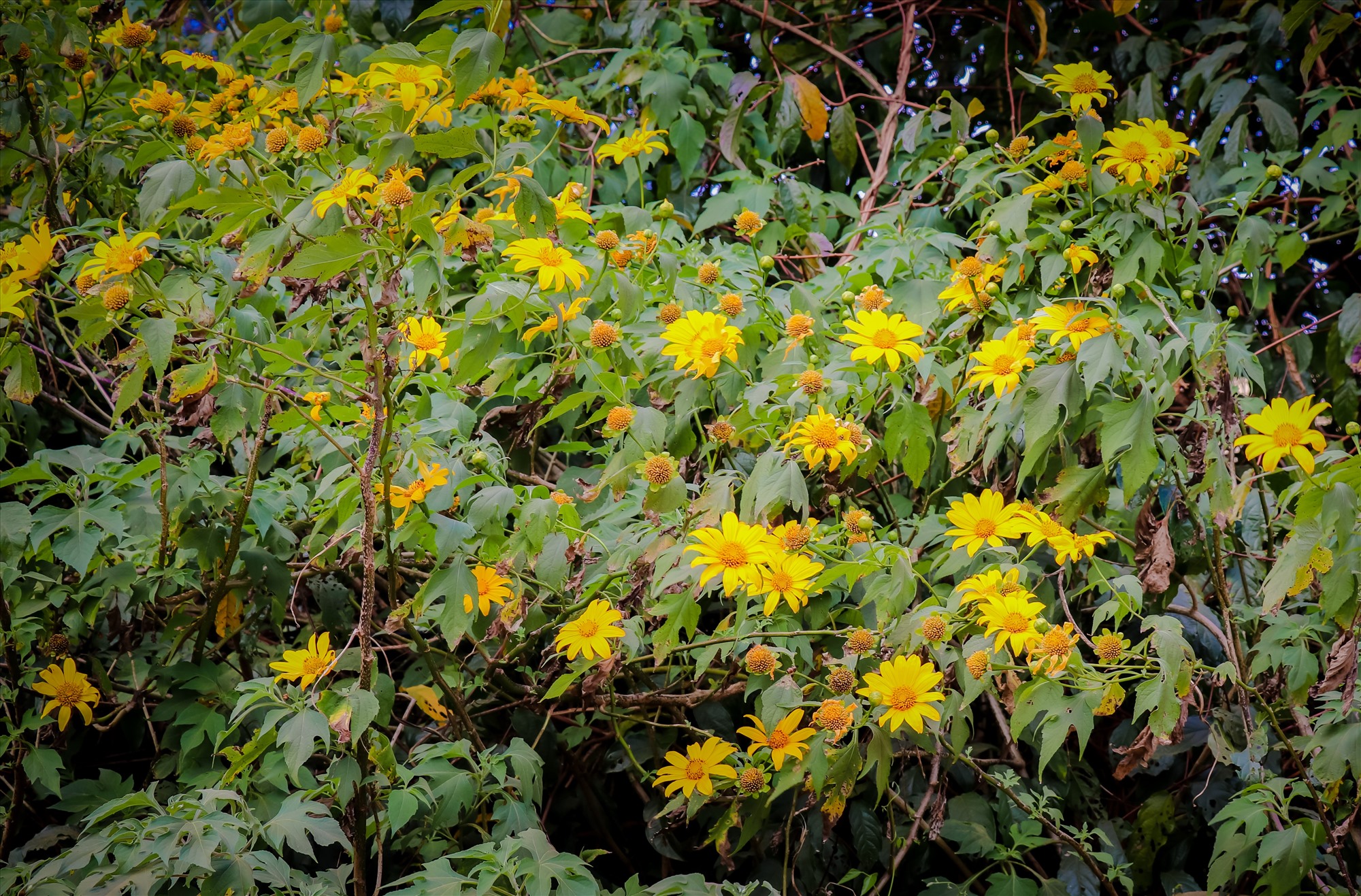 Hoa dã quỳ thường nở rộ khắp các vùng rừng núi vào khoảng thời gian cuối tháng 10 đến tháng 11 hàng năm
