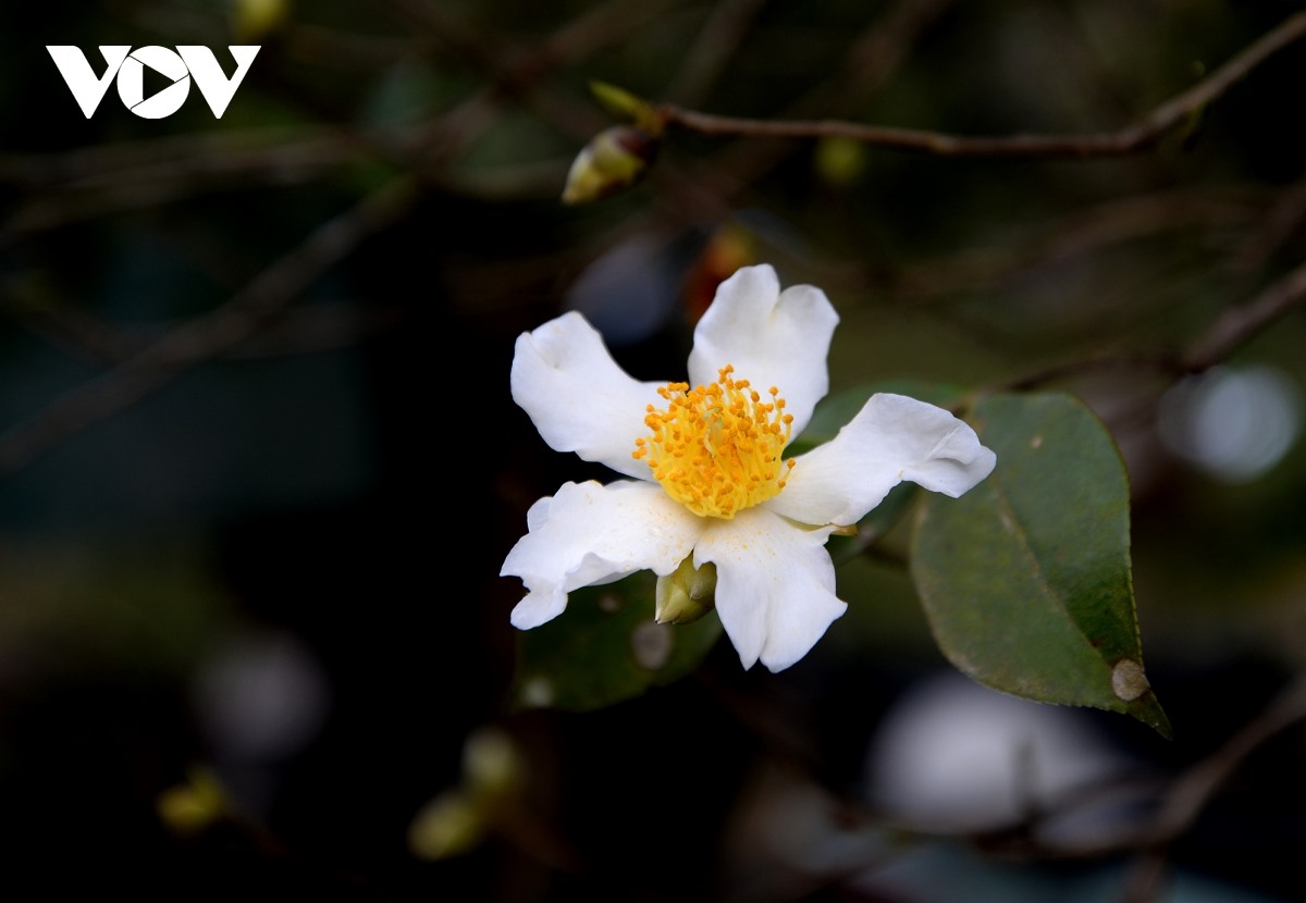 Hoa Sở nở bung khiến nhiều du khách liên tưởng tới hoa chè nhưng nhìn kĩ thì cánh hoa Sở to hơn, mang màu trắng tinh khôi và hương thơm dịu nhẹ.