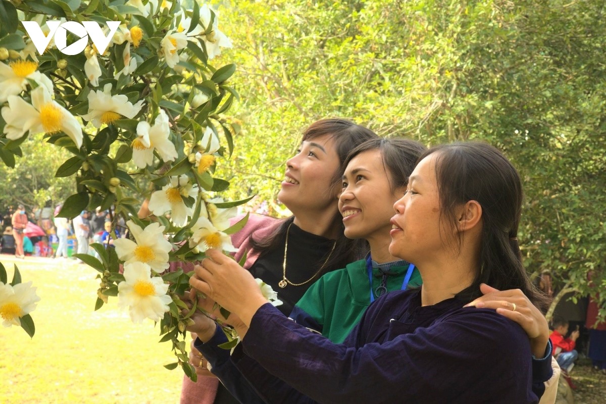 Lễ hội hoa Sở 2020 thu hút đông đảo du khách đến tham quan, chiêm ngưỡng loài hoa dân dã của núi rừng.