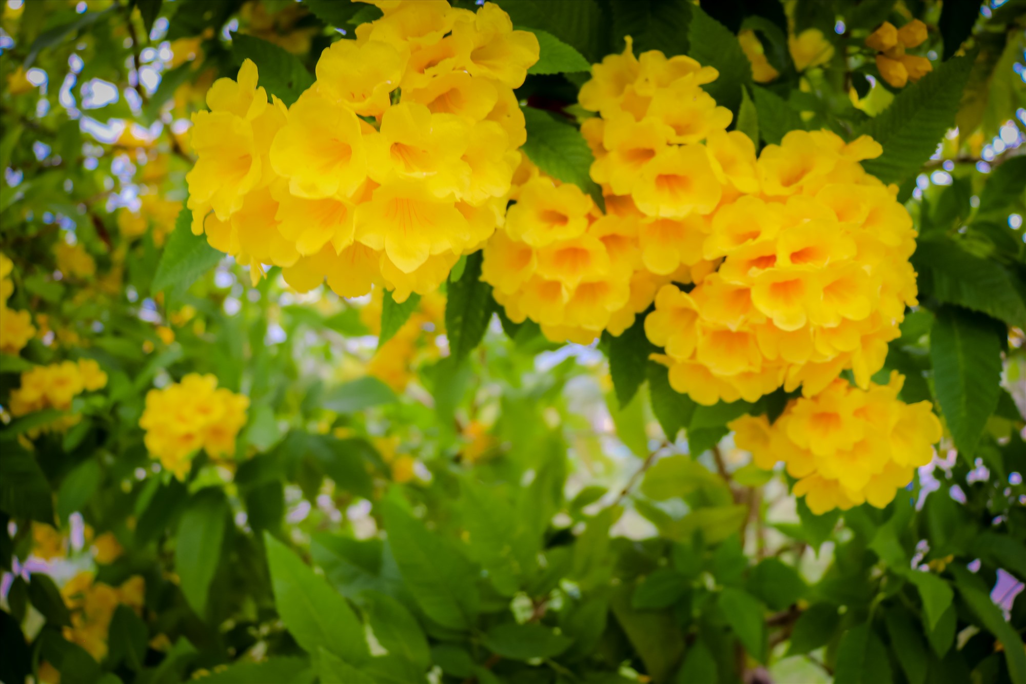 Với vẻ đẹp của hoa chuông vàng, một số người yêu thiên thiên đã kịp thời giữ lại những khoảnh khắc đẹp trên con đương này.