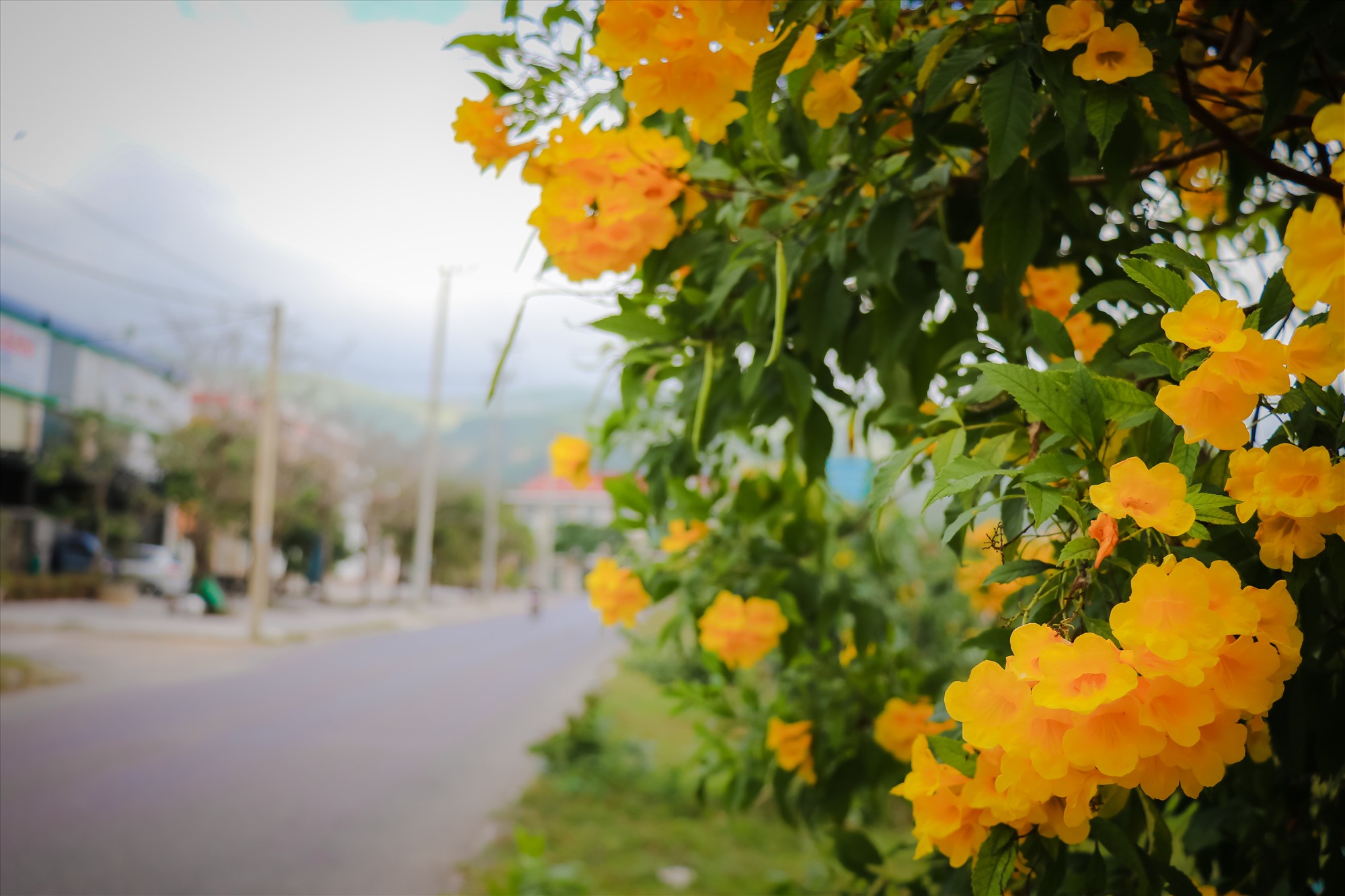 Đặc biệt, con đường hoa chuông vàng bên cạnh với trường THPT Lao Bảo đã thu hút làm nơi “sống ảo” của các em học sinh.