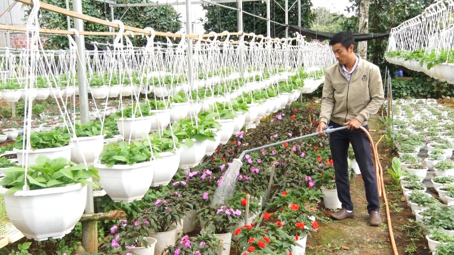 Anh Hồ Xuân Đức chăm sóc vườn hoa để kịp phục vụ tết
