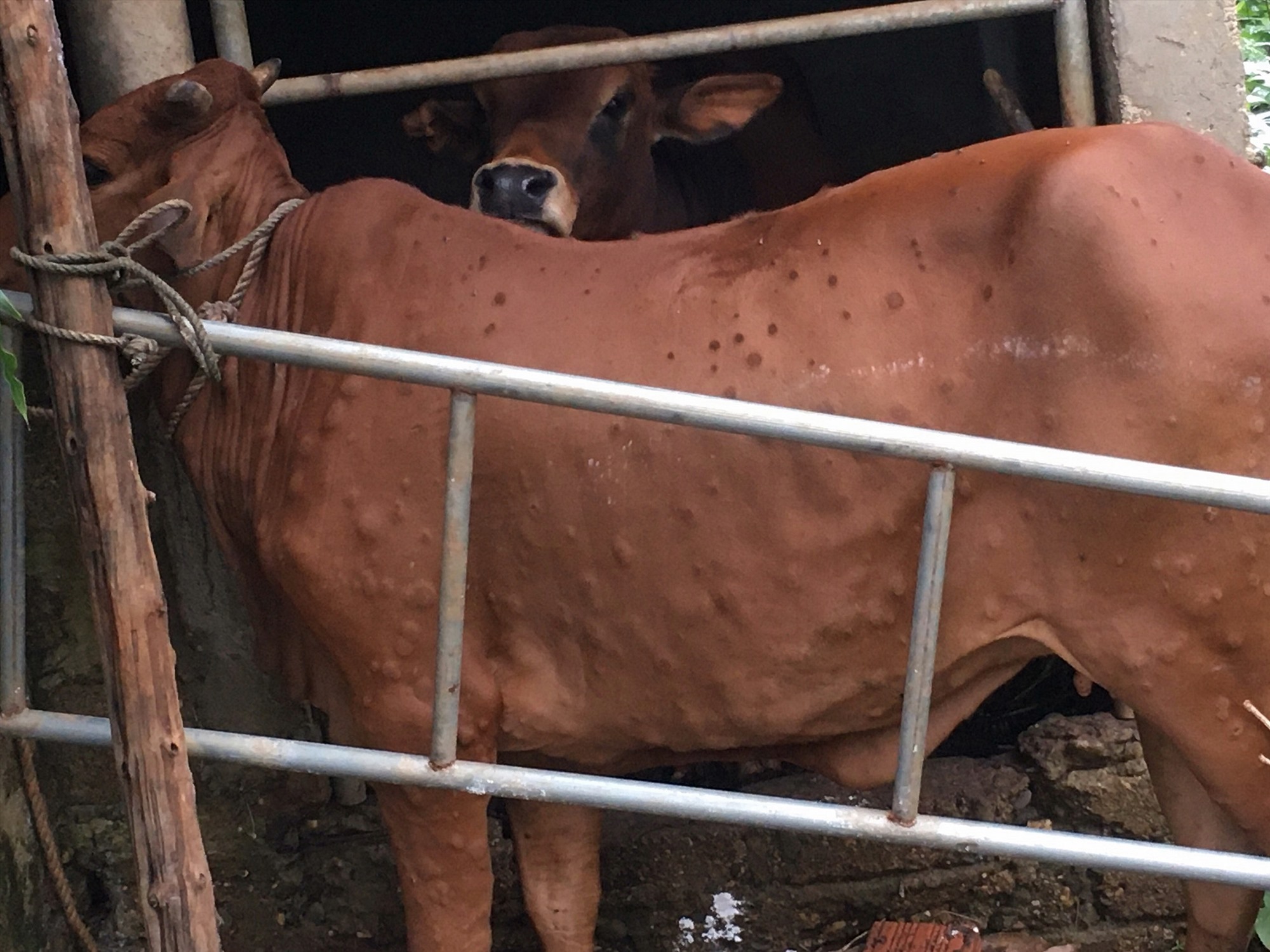 Bệnh Viêm da nổi cục LSDV trên đàn bò của anh Trần Long Hưng ở tại xã Vĩnh Tú, huyện Vĩnh Linh - Ảnh: T.Q