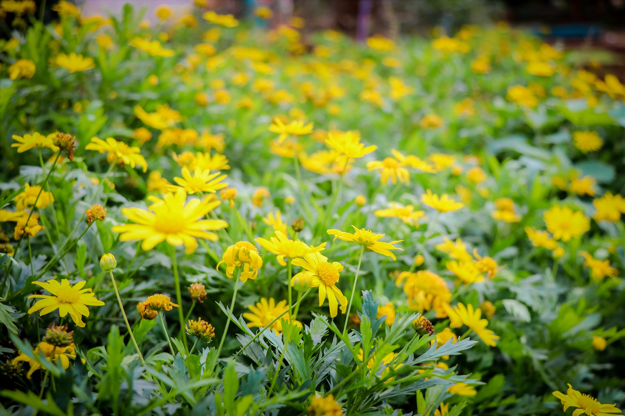 Với thời tiết nhân hòa tại Hướng Hóa phù hợp với rất nhiều loài hoa, mang lại hiệu quả tốt nhất.