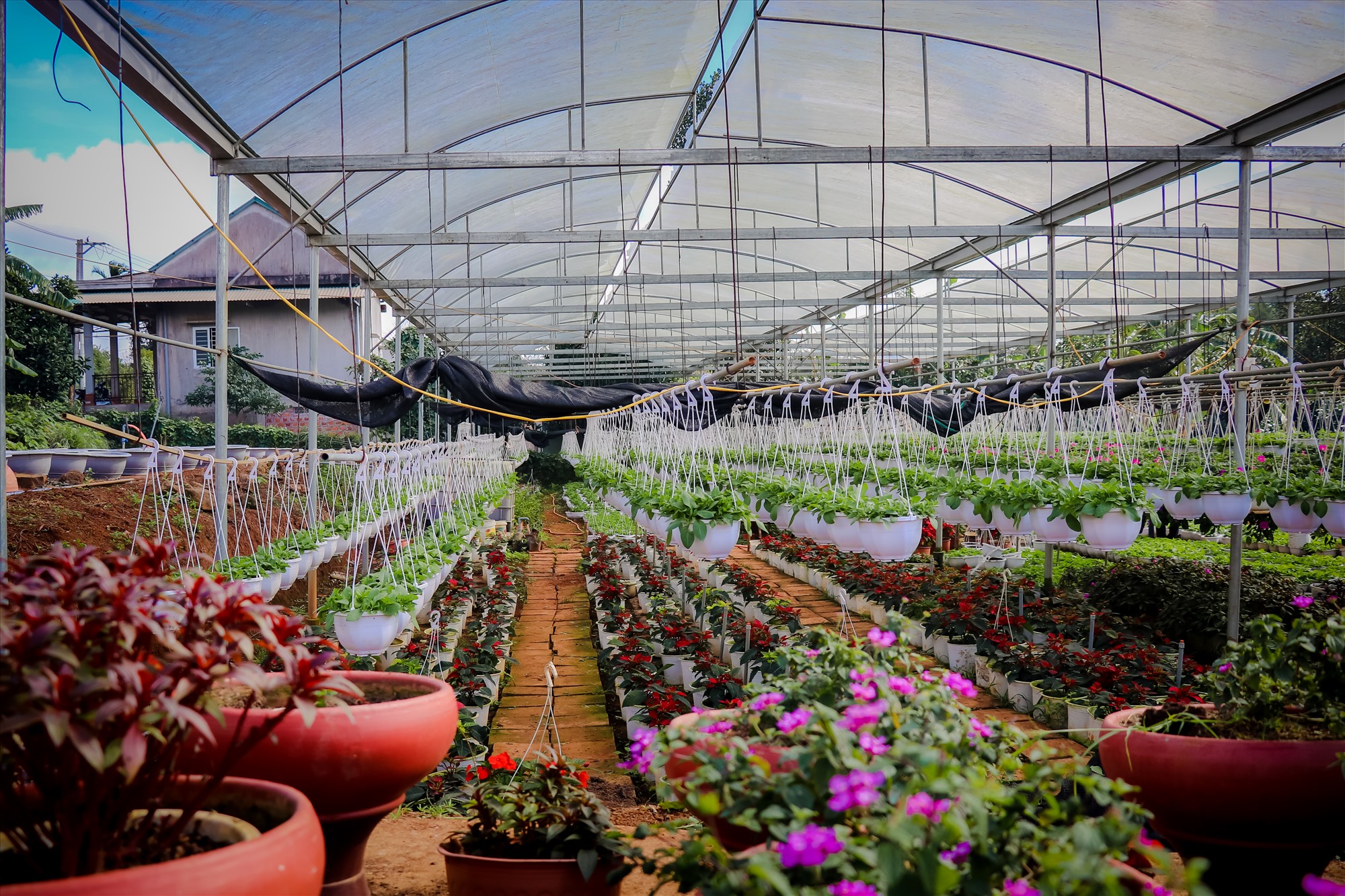 Với vườn hoa rộng hơn 2.000 m2 tại thôn Tân Hòa (Tân Liên, Hướng Hóa), sẽ đưa ra thị thường với nhiều loại hoa phục vụ cho dịp tết năm nay.