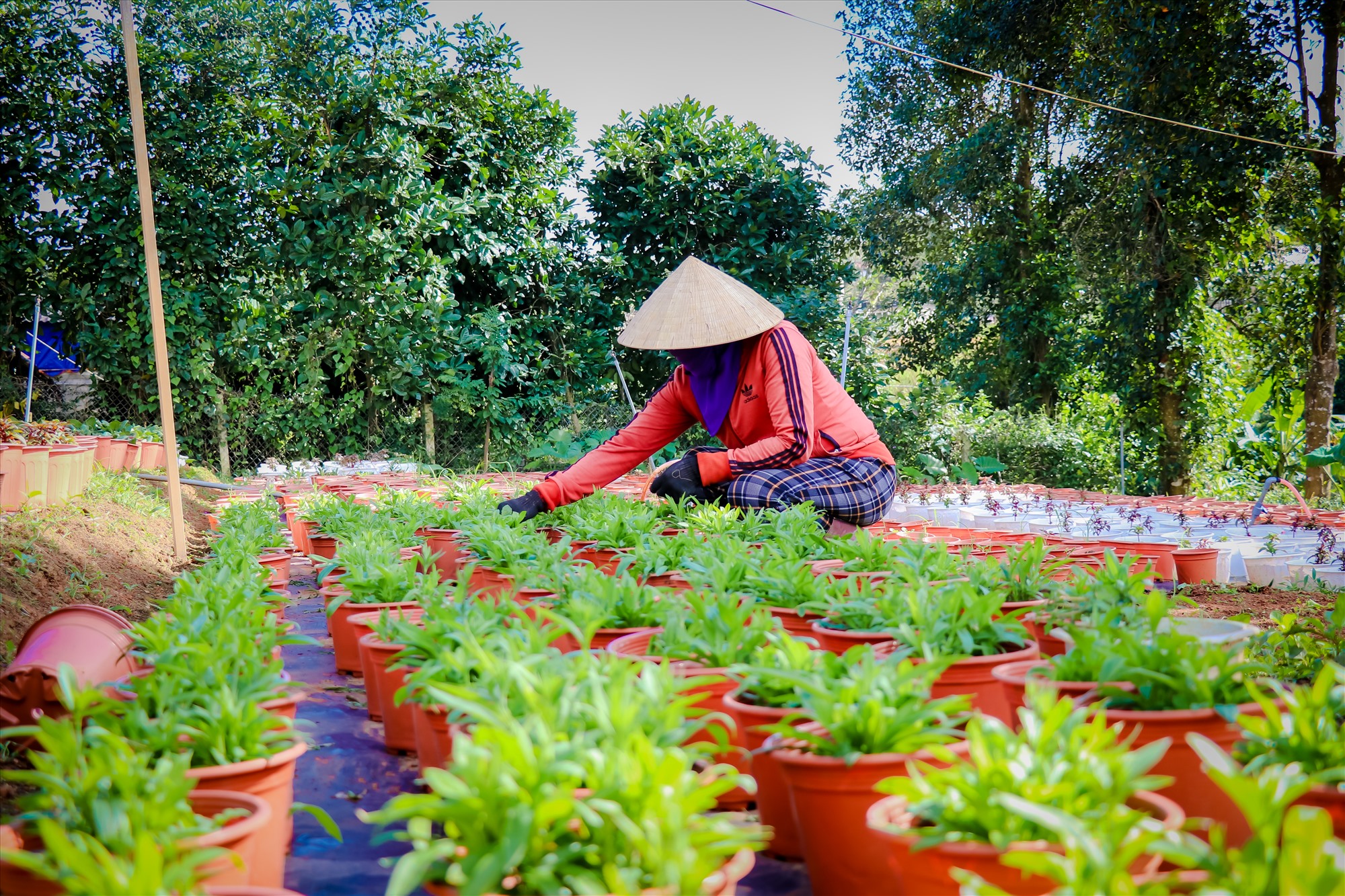 Chị Hà người trồng hoa tại Tân liên (Hướng Hóa), đang chăm sóc những chậu hoa tết trong vườn.