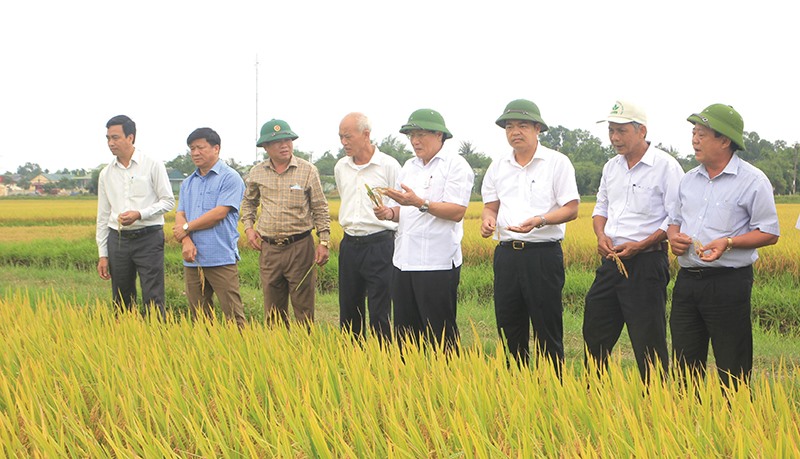 Phó Chủ tịch Thường trực UBND tỉnh Hà Sỹ Đồng kiểm tra mô hình sản xuất lúa hữu cơ tại huyện Triệu Phong - Ảnh: N.B​